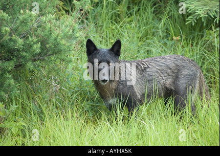 schwarzer Wolf auf der Wiese Stockfoto