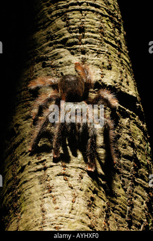 Rotfuss-Vogelspinne Amazonas Brasilien Stockfoto