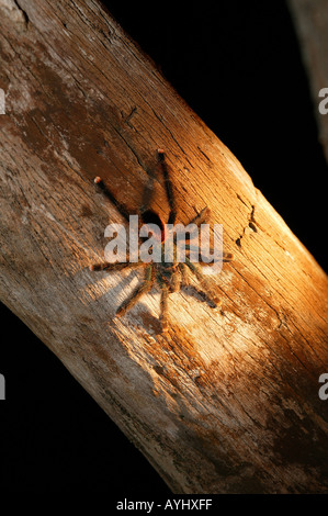Rotfuss Vogelspinne Auf Einem Baumstamm Amazonas Stockfoto
