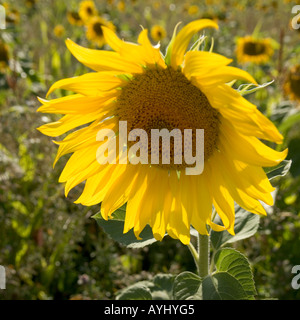 Eine einzelne Sonnenblume am Rande eines Feldes von Sonnenblumen Stockfoto