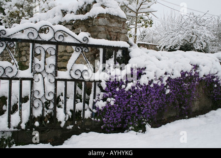 Hellen Aubretia festhalten an einer Wand im Frühjahr nach schweren Schnee im April Stockfoto