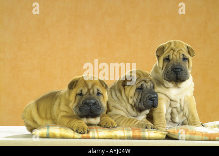 3 Shar Pei Welpen auf Kissen Stockfoto