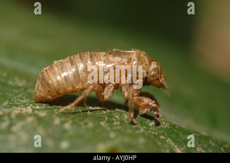 periodische Zikade aufstrebenden Metamorphose Nymphen Exoskelett Larve Hatch Shell 17-jährige Heuschrecke Zweig Blatt Insekt Pest entstehen Stockfoto