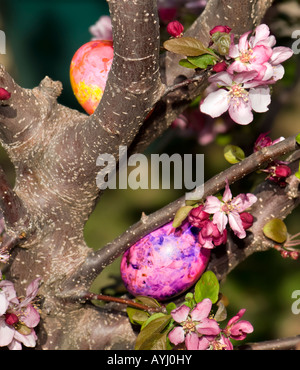 Zwei bunte Ostereier verstecken sich in den Zweigen und Blüten eines Baumes Holzapfel. USA. Stockfoto