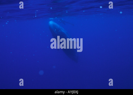 Taucher neben einem Pottwal (Physeter Catodon), den Azoren Stockfoto