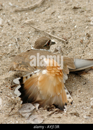 Killdeer Nest gebrochenen Flügel Stockfoto