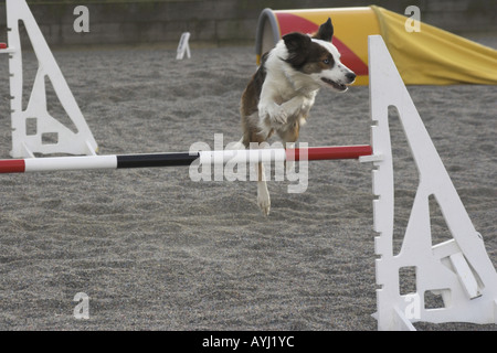 Ein Border-Collie über eine Agility-Hürde zu springen. Stockfoto