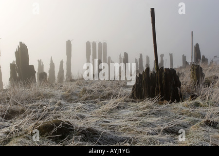 Die Ruinen von Kennet Pow, löscht Kennetpans an der Mündung der Forth als einen frühen Morgennebel einfrieren. Stockfoto