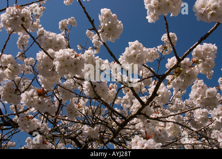 Kirschblüte im Frühling Stockfoto