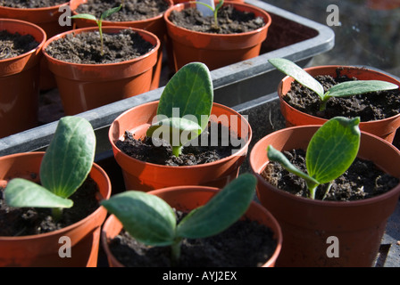 sehr junge Butternut-Kürbis-Pflanzen in Töpfen in einem Gewächshaus Stockfoto