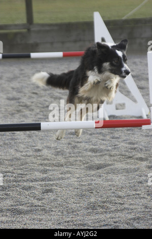 Ein Border-Collie über eine Agility-Hürde zu springen. Stockfoto