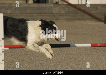 Ein Border-Collie über eine Agility-Hürde zu springen. Stockfoto