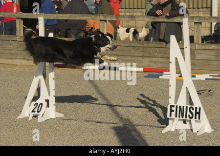 Ein Border-Collie über eine Agility-Hürde zu springen. Stockfoto