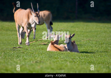 Gemeinsame Eland Baby - Tragelaphus Oryx Stockfoto