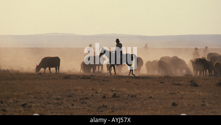 Eine Gruppe von Cowboys Herde Herford Kühe und Ochsen zu einer staubigen Weide auf einer großen West Texas Cattle ranch Stockfoto