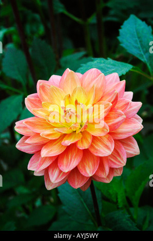 Dahlie "Charlie Dimmock" Stockfoto