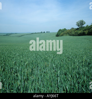 Seasons Serie große Kreide Downland Field Combe Berkshire Weizenernte in das Ohr Juni kommen Stockfoto