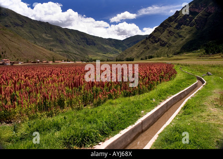 Einen Bewässerungskanal neben einem Feld von Quinoa in den peruanischen Anden Stockfoto