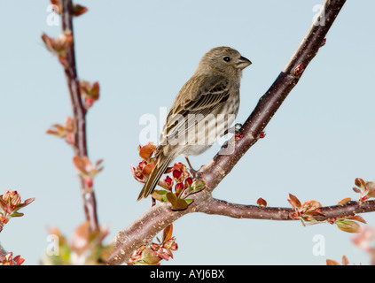 Ein weiblicher Haus Fink, Carpodacus Mexicanus, sitzt in einer angehenden Crabapple Baum. Oklahoma, USA. Stockfoto