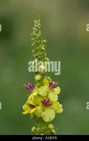 Dunkle Königskerze Verbascum Nigram Blütenstand Oxfordshire UK Stockfoto