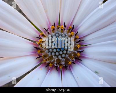 Marcro Schuss von einer Blüte weiss Osteospernum Stockfoto