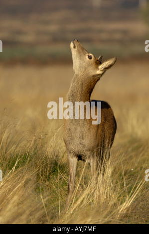 Rothirsch Cervus Elaphus Hind auf der Suche nach oben UK Stockfoto