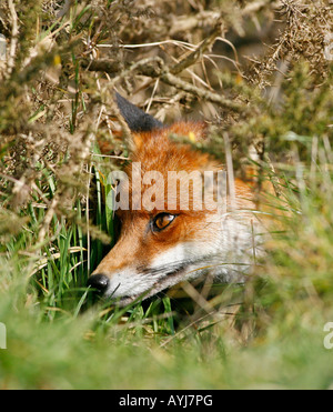 Rotfuchs Vulpes Vulpes versteckt im Unterholz Stockfoto