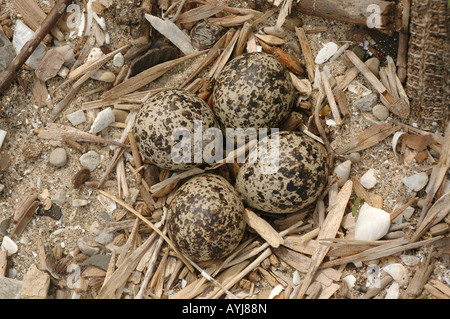 Killdeer Nest Eiern Stockfoto