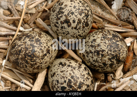 Killdeer Nest Eiern Stockfoto