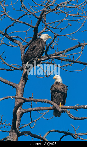 Ein Paar kahle Adler Haliaeetus leucocephalus Florida USA Stockfoto