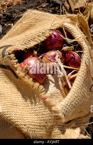 Frisch geerntete rote Zwiebeln in Sackleinen Säcke auf dem Boden in einem bebaute Feld Stockfoto