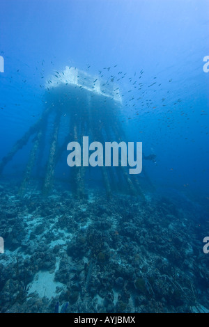 Salz Pier strukturieren Unterwasser-Bonaire-Niederlande-Antillies Stockfoto