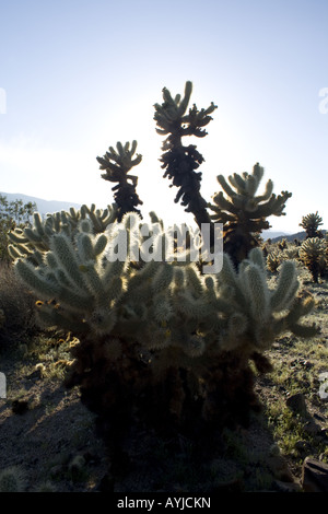 Cholla Cactus Garden, Joshua Tree Nationalpark Stockfoto