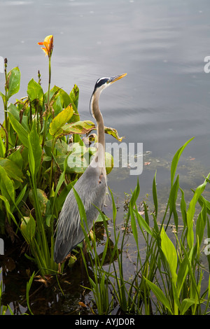 Das Great Blue Heron in Florida gesehen; USA Stockfoto