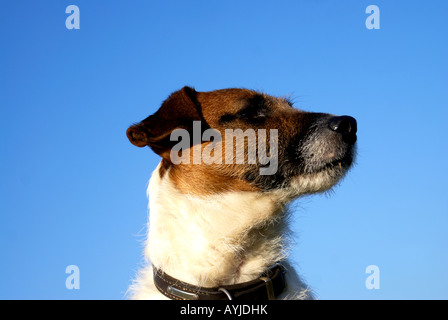 Jack Russell Terrier Hund Stockfoto