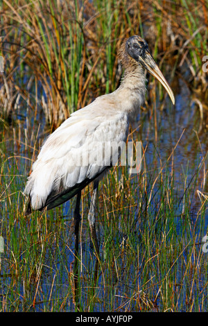 Holz-Storch richtige Everglades Florida suchen Stockfoto