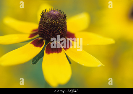 Umklammern Sonnenhut Dracopis Amplexicaulis Syn Rudbeckia Amplexicaulis eine jährliche Wildblumen, die in den USA gefunden Stockfoto