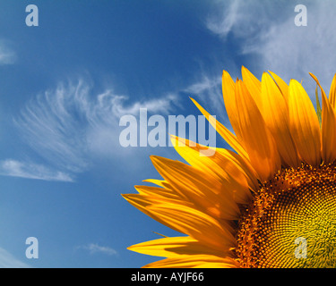 FR - PROVENCE: Sonnenblume (Helianthus Lat) Stockfoto