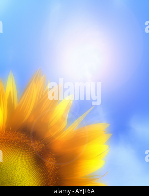 FR - PROVENCE: Sonnenblume (Helianthus lat.) Stockfoto