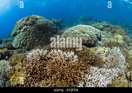 Gesunden schwer Korallenriff-Szene mit mehreren Arten von Steinkorallen einschließlich Staghorn Acropora sp und Tabelle Porites sp Stockfoto