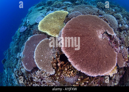 Gesunden schwer Korallenriff-Szene mit mehreren Arten von Steinkorallen einschließlich Staghorn Acropora sp und Tabelle Porites sp Stockfoto