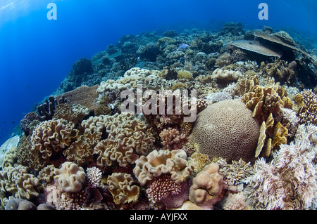 Gesunden schwer Korallenriff-Szene mit mehreren Arten von Steinkorallen einschließlich Staghorn Acropora sp und Tabelle Porites sp Stockfoto