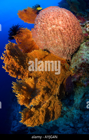 Gorgonien Seafan Subergorgia sp und Barrel sponge-Xestospongia Testudinaria Layang Layang Atoll Sabah Malaysia Südchinesischen Meer Stockfoto