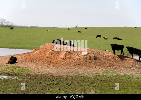 Black Angus und Hybrid Rinder grasen auf der Weide jungen Weizen und liegen auf einem tönernen Damm an einem Teich. Oklahoma, USA. Stockfoto