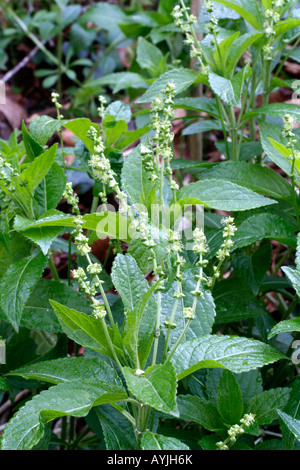 MERCURIALIS PERENNIS HUNDE MERCURY ANFANG APRIL Stockfoto