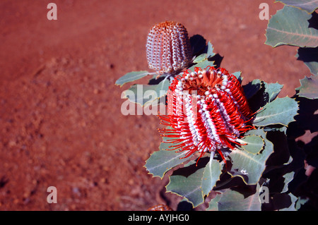 Scharlachrote Banksia Banksia Coccinea wachsen in rote Erde Margaret River Region Western Australia Stockfoto