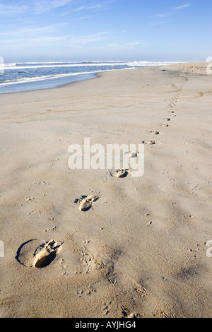 Spuren der Spuren in den Sand am einsamen Strand von Praia de Mira Portugal Stockfoto