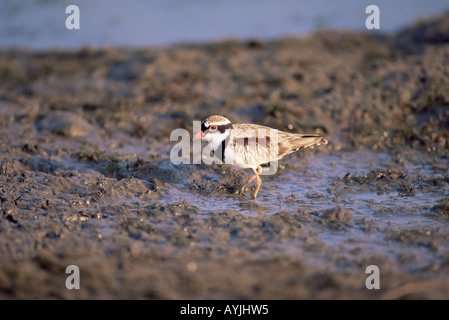 Schwarz fronted Dotterel Elseyornis Melanops fotografiert in Tasmanien Australien Stockfoto