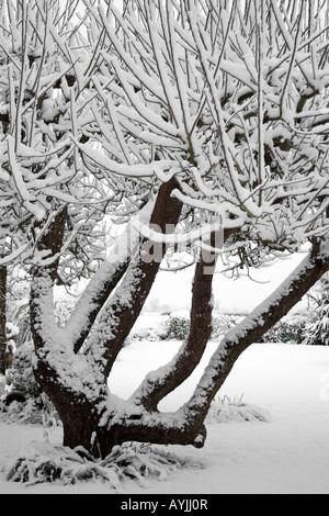 Schneebedeckte Apfelbaum im April Schneesturm Oxford Stockfoto