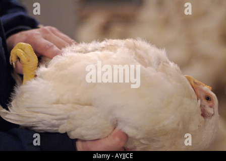 Tierarzt Prüfung ein Cobb Huhn auf einer Geflügelfarm, Close Up. Stockfoto